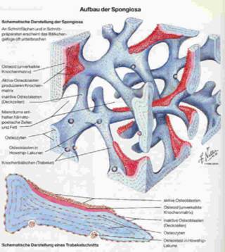 Aufbau der Spongiosa